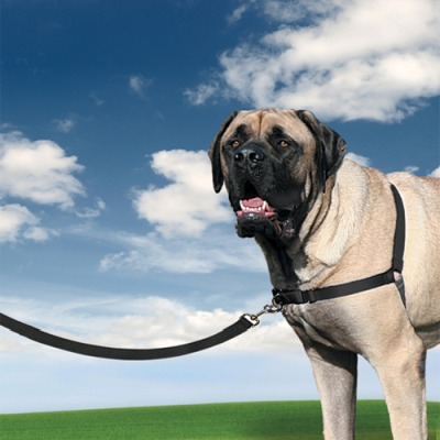 Mocne szelki Easy Walk Premier dla psa przeciw ciągnięciu