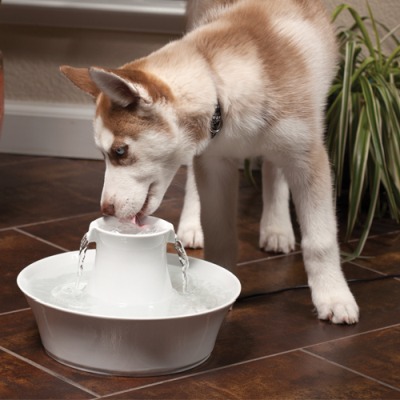 Ceramiczna fontanna dla psów i kotów marki Drinkwell