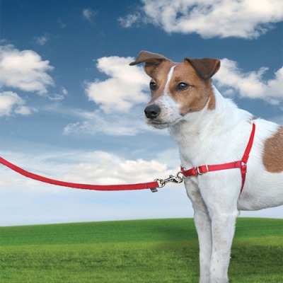 Czerwone szelki dla psów ras średnich - Premier EasyWalk