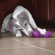 Zabawka z dźwiękiem dla psa - Busy Buddy Squeak‘n Treat Ooga