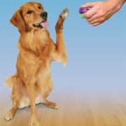 Doskonałe efekty szkolenia psa - kliker do tresury psa
