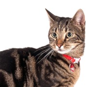 Ozdobna obroża dla kota z dzwonkiem i zawieszką Simon's Cat